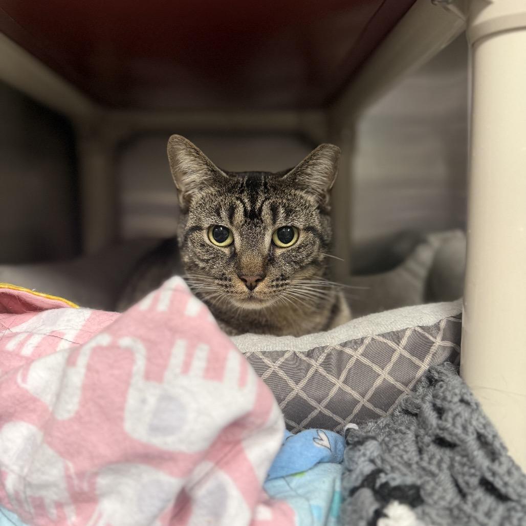 Enlarge Fuscus, a Adoptable Domestic Short Hair in Windsor, VA image 1/1