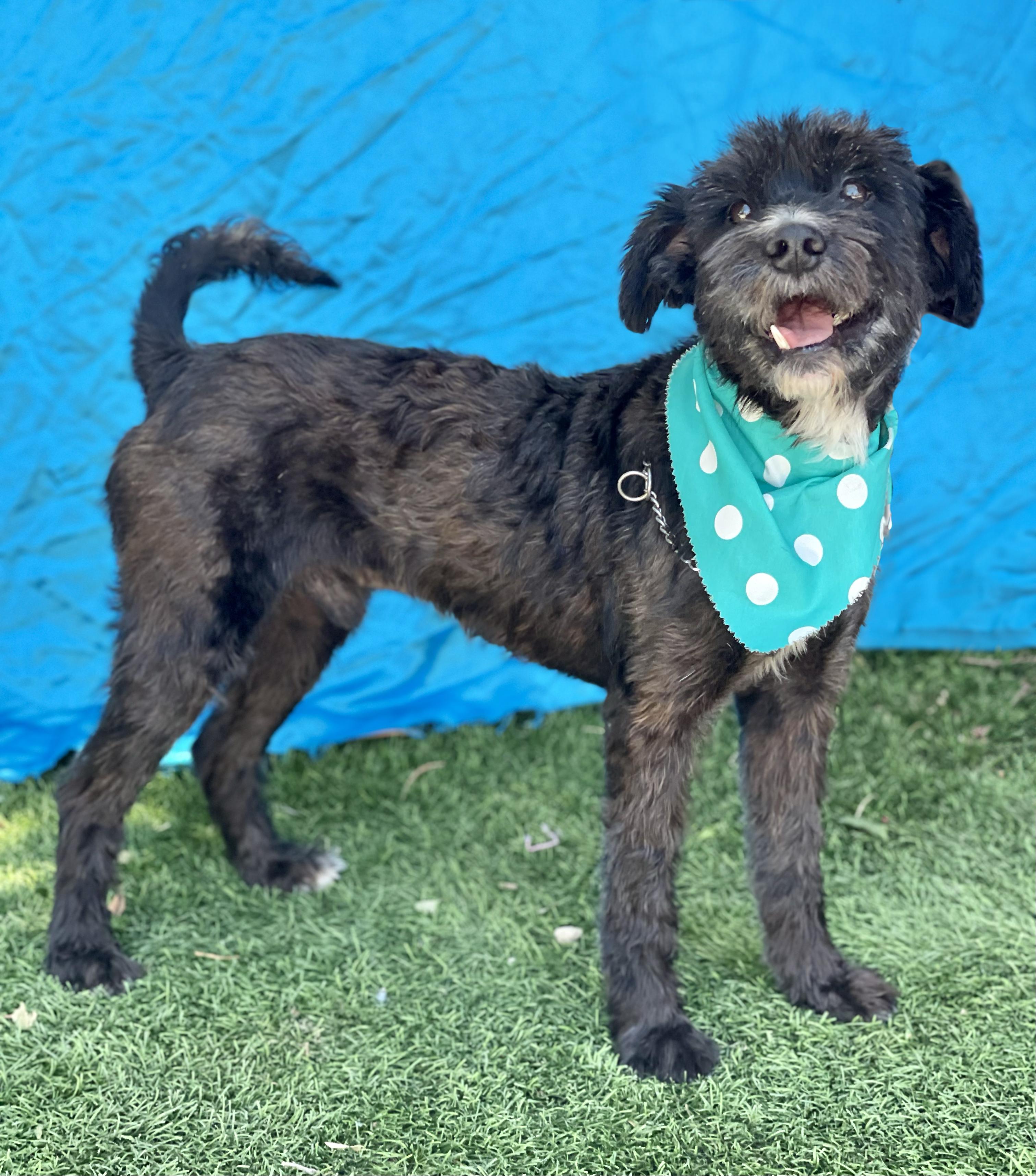 Enlarge WALTER, an adopted mixed breed in Rowland Heights, CA image 3/4