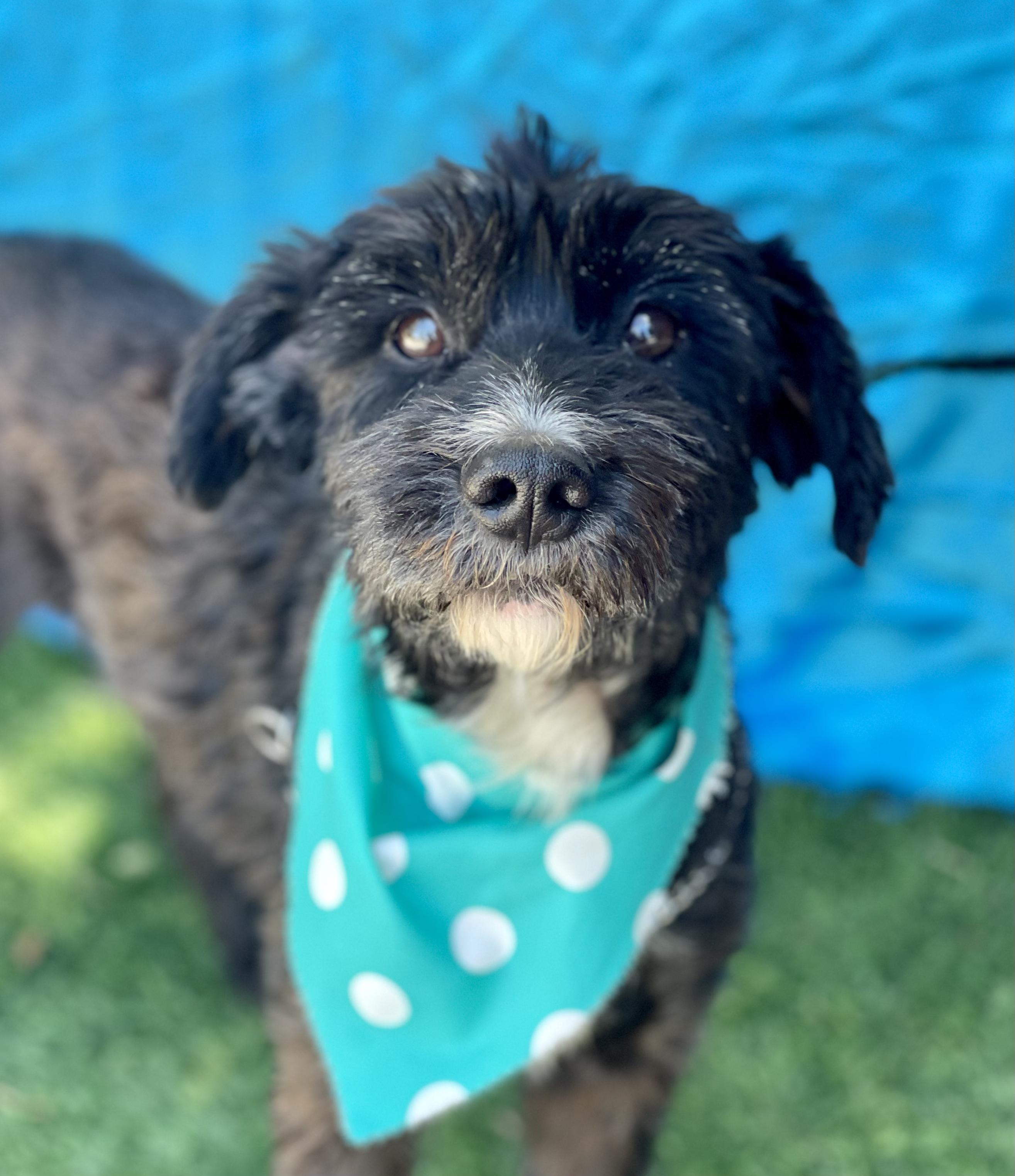 Enlarge WALTER, an adopted mixed breed in Rowland Heights, CA image 2/4