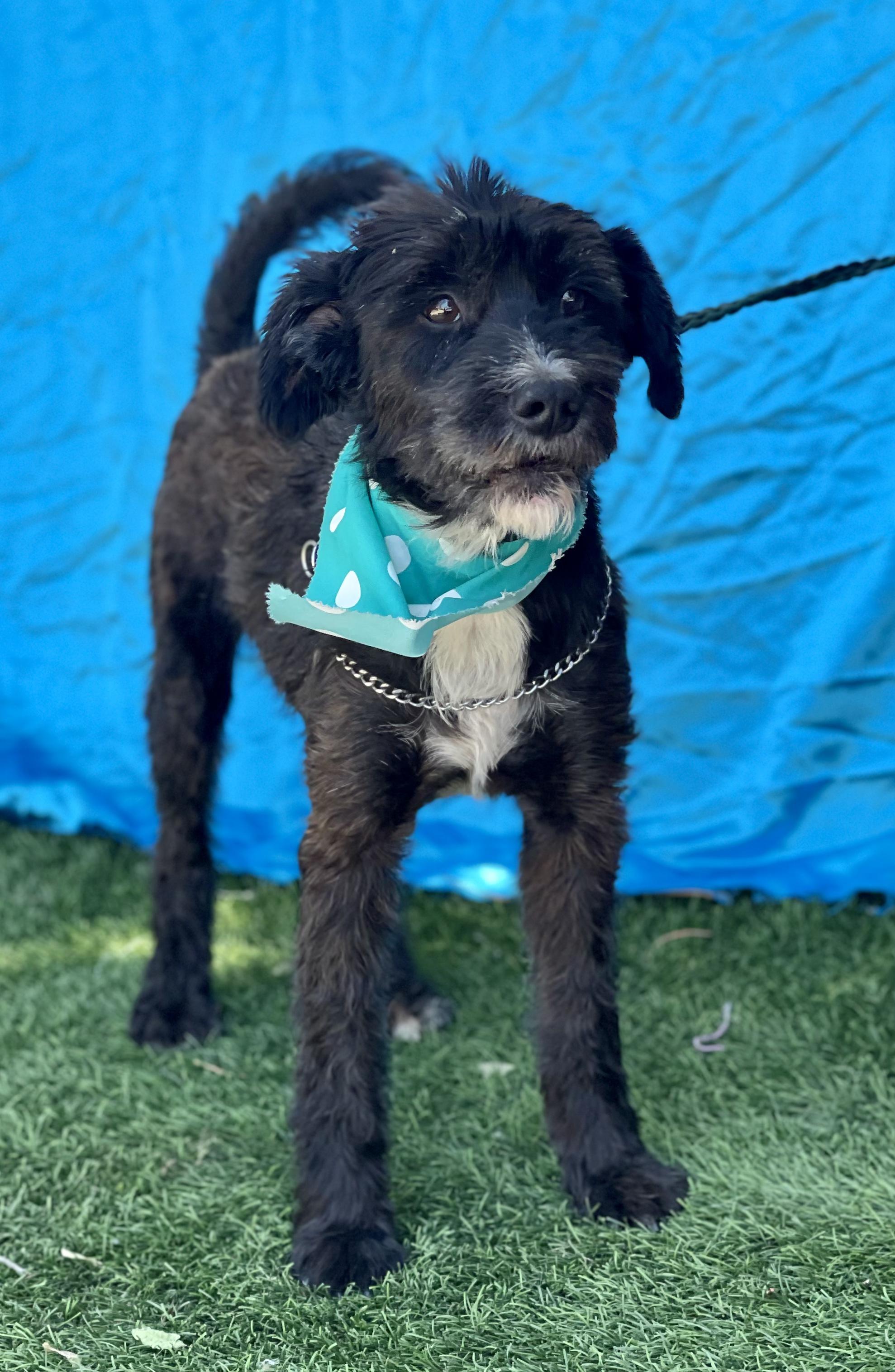 Enlarge WALTER, an adopted mixed breed in Rowland Heights, CA image 4/4
