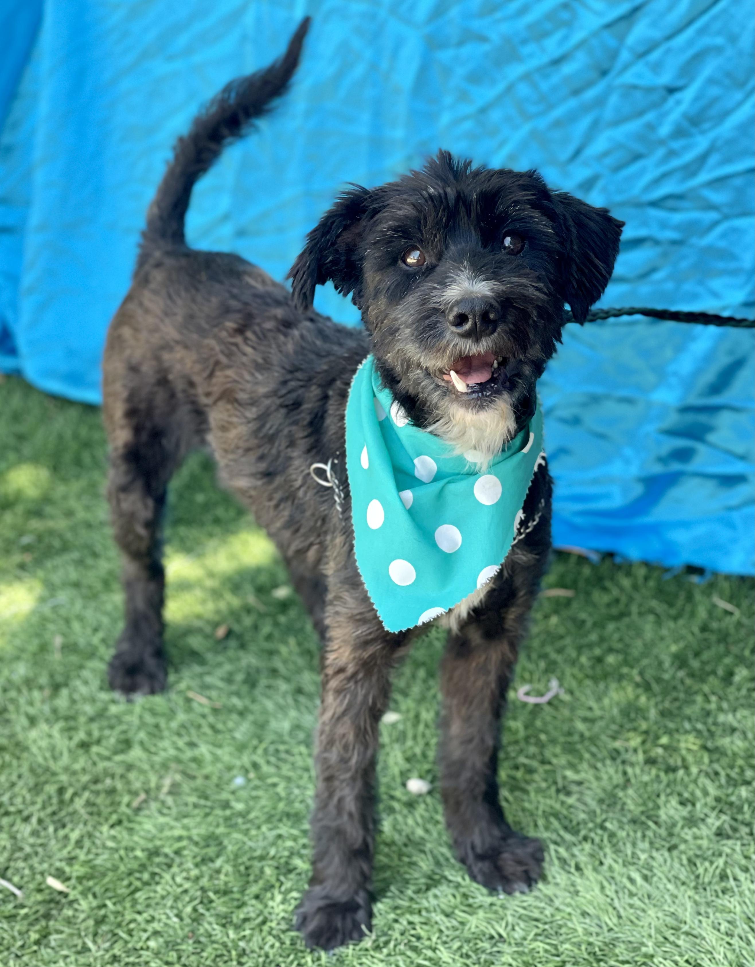 Enlarge WALTER, an adopted mixed breed in Rowland Heights, CA image 1/4