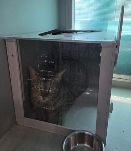 Ruckus, Adoptable, Adult Male Domestic Short Hair & Domestic Short Hair.