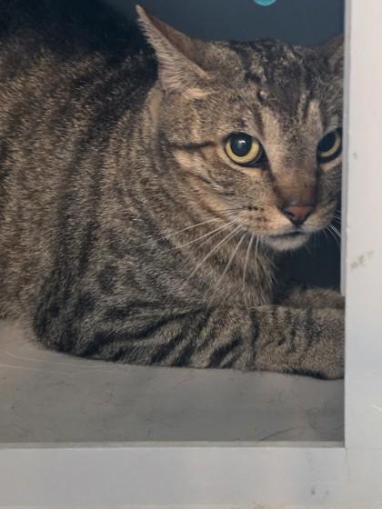 Ruckus, a Adoptable mixed breed in Edgewood, NM image 2/3