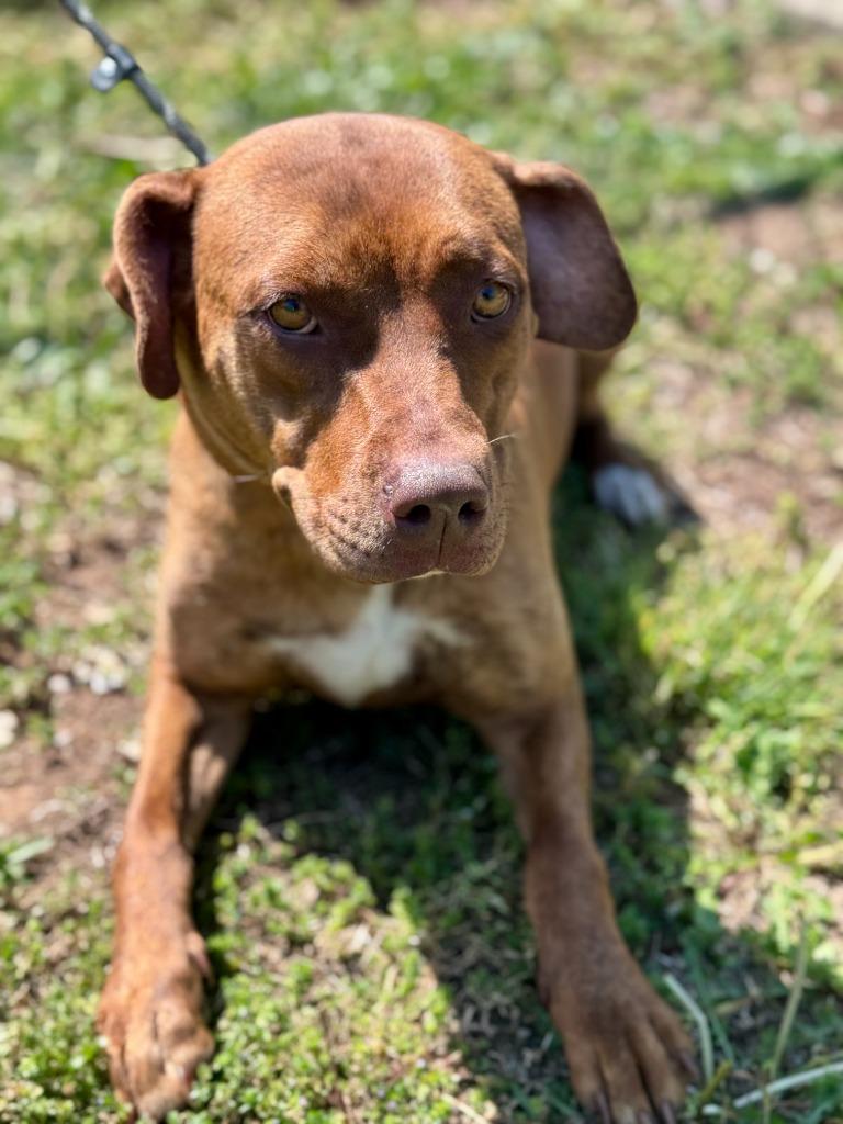 Zella, Adoptable, Young Female Labrador Retriever & Mixed Breed.
