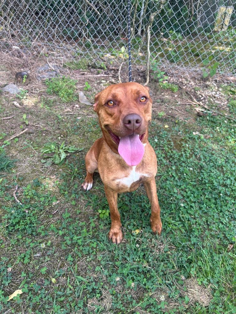 Zella, a Adoptable mixed breed in Russellville, KY image 2/4