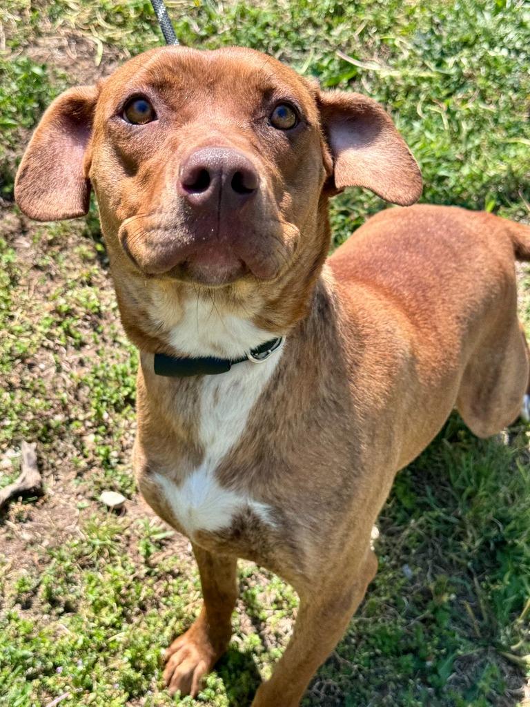 Zella, a Adoptable mixed breed in Russellville, KY image 2/3