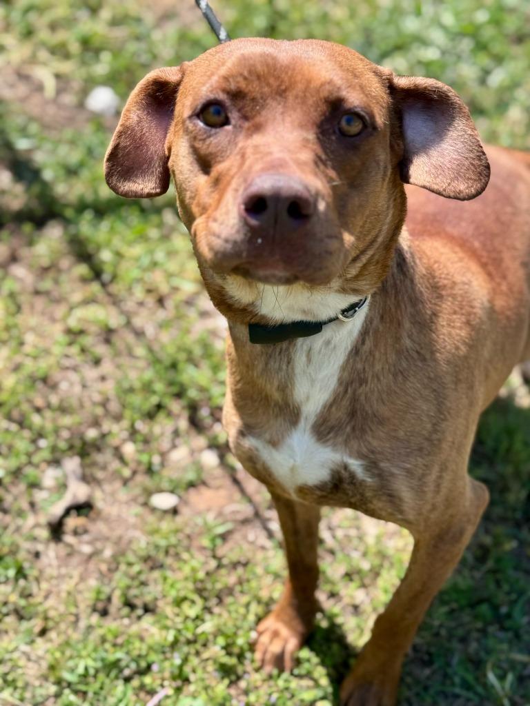 Zella, a Adoptable mixed breed in Russellville, KY image 3/3