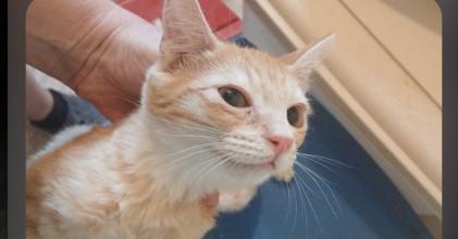 Enlarge Garfield, a Adoptable Domestic Short Hair in Thatcher, AZ image 1/1