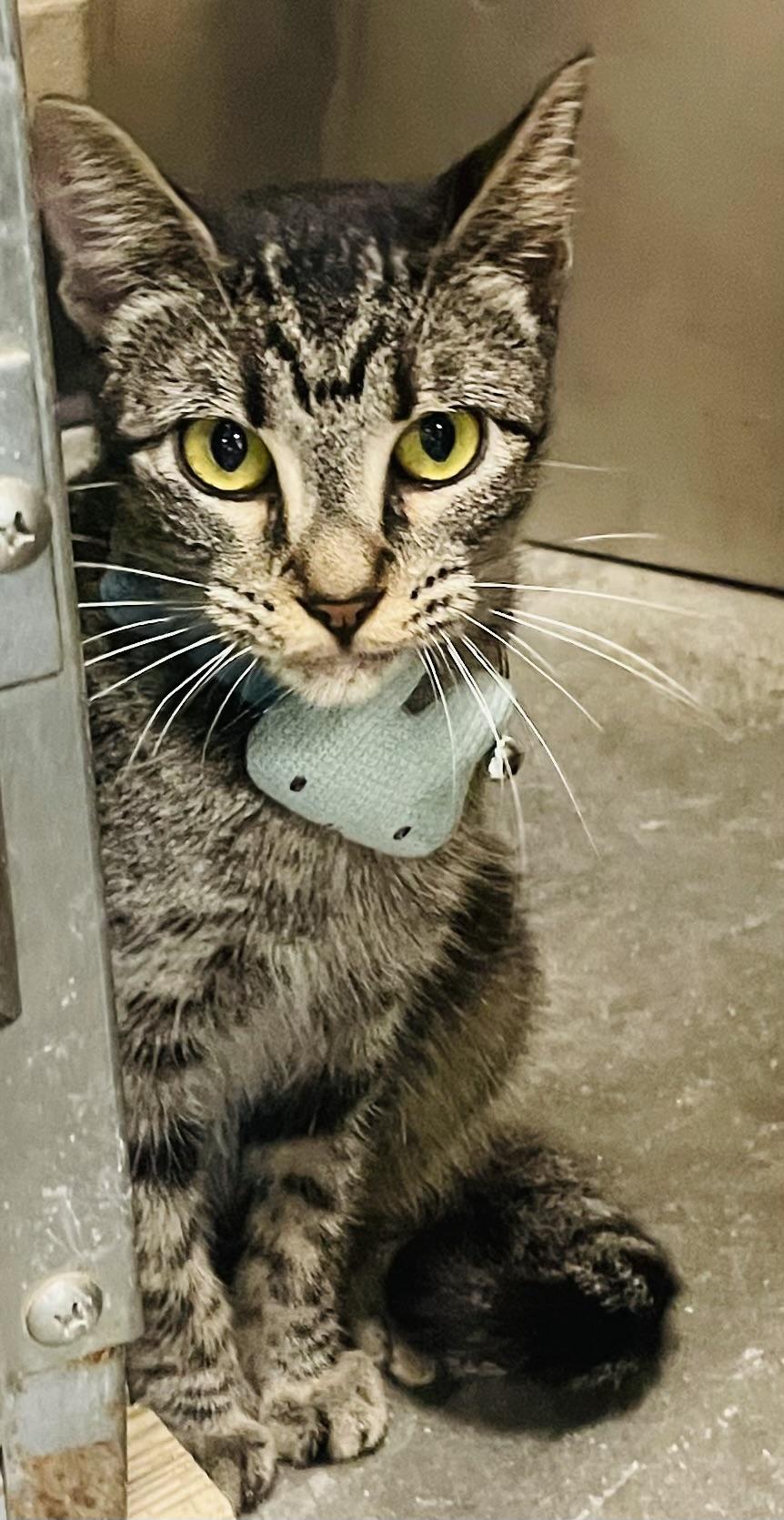 Enlarge Cecily, a Adoptable mixed breed in Seabrook, TX image 4/5