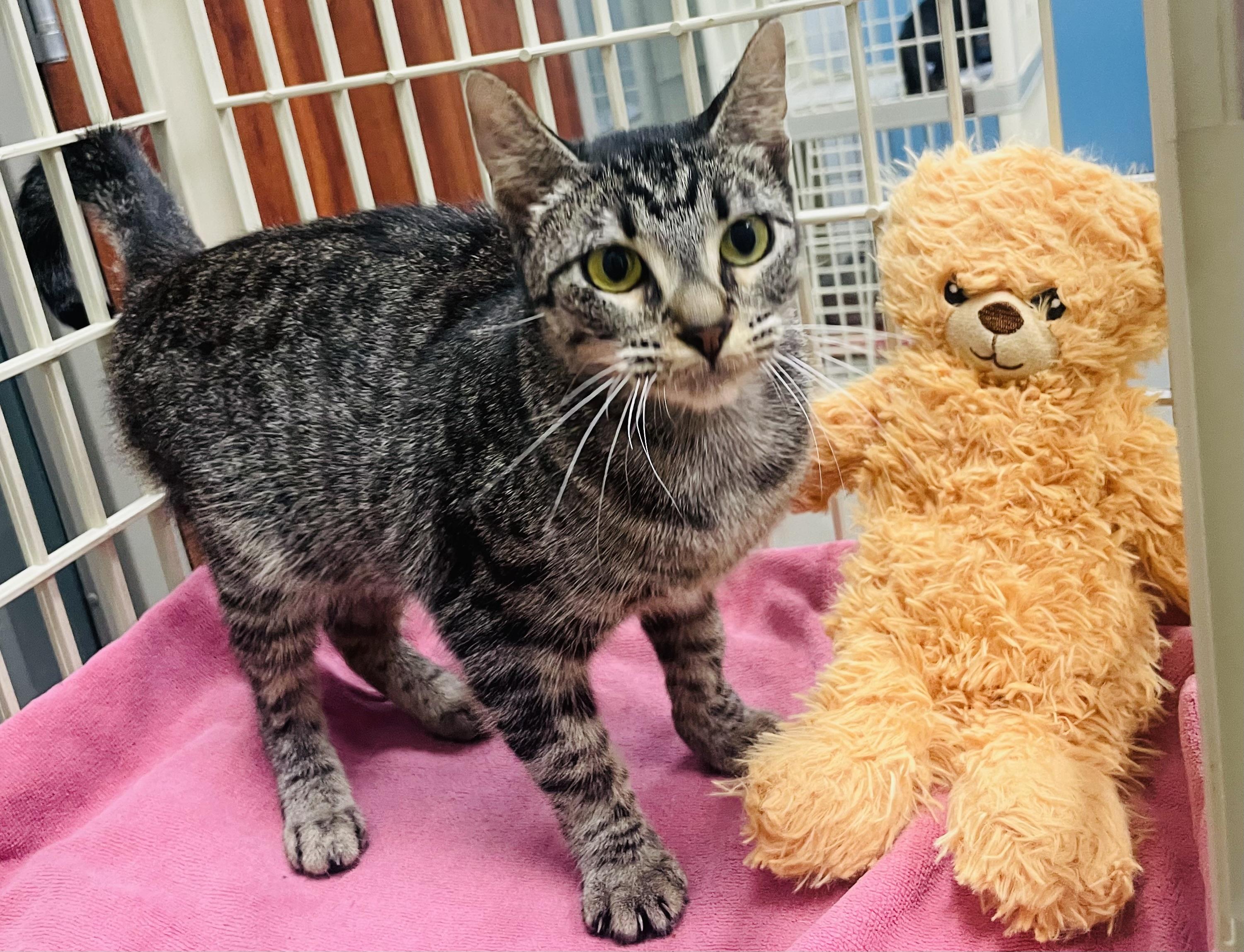 Cecily, ADOPTABLE, Young Female Tabby & Domestic Short Hair.