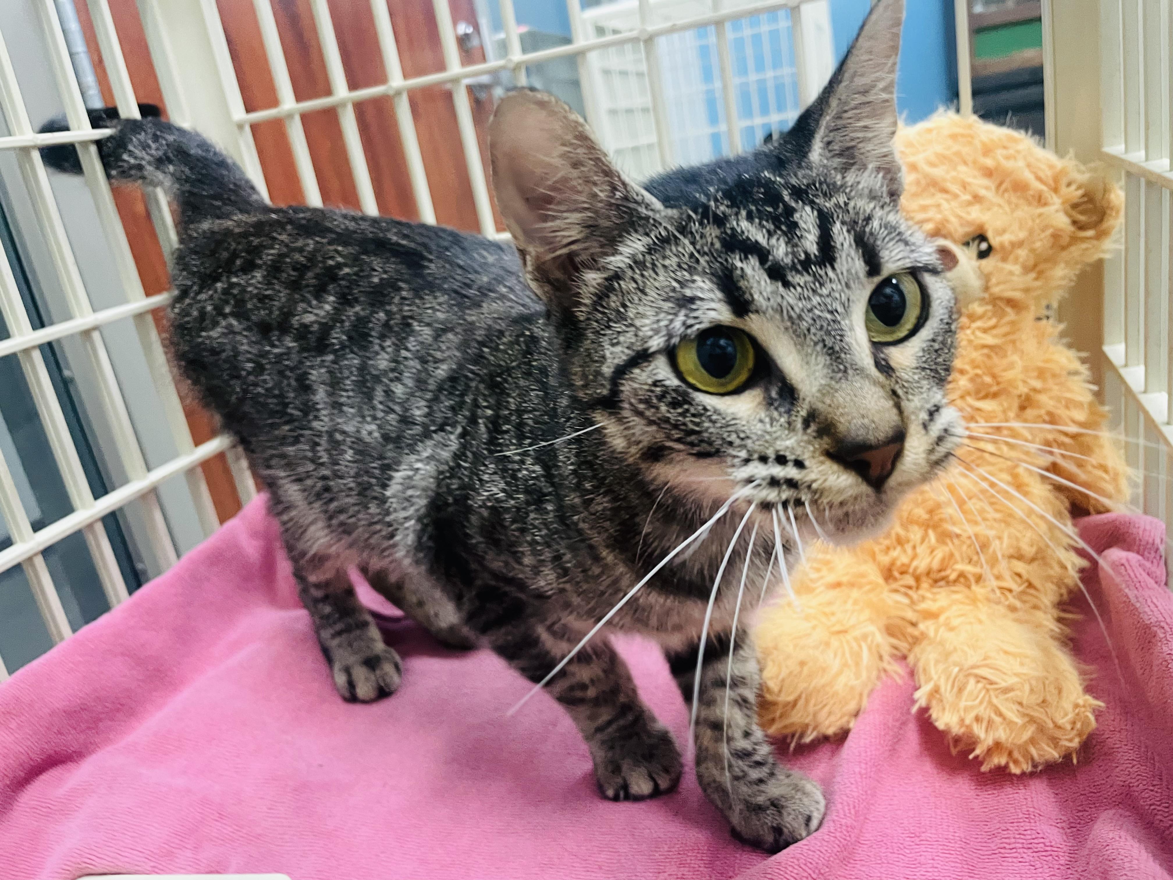 Cecily, a ADOPTABLE mixed breed in Seabrook, TX image 4/5