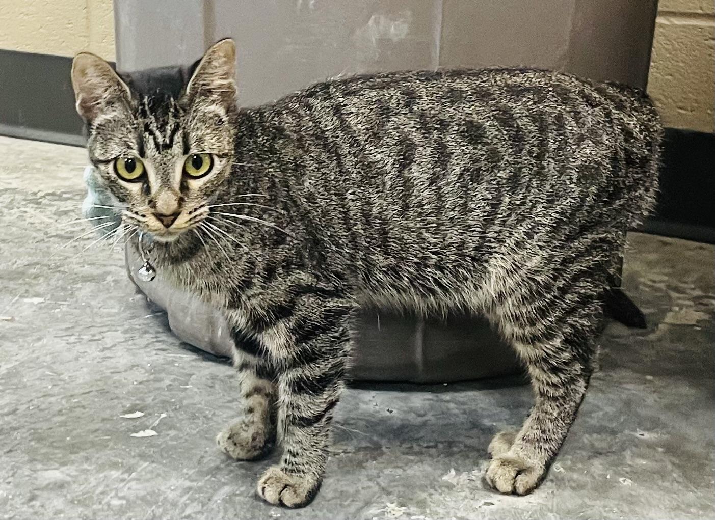 Enlarge Cecily, a Adoptable mixed breed in Seabrook, TX image 2/5