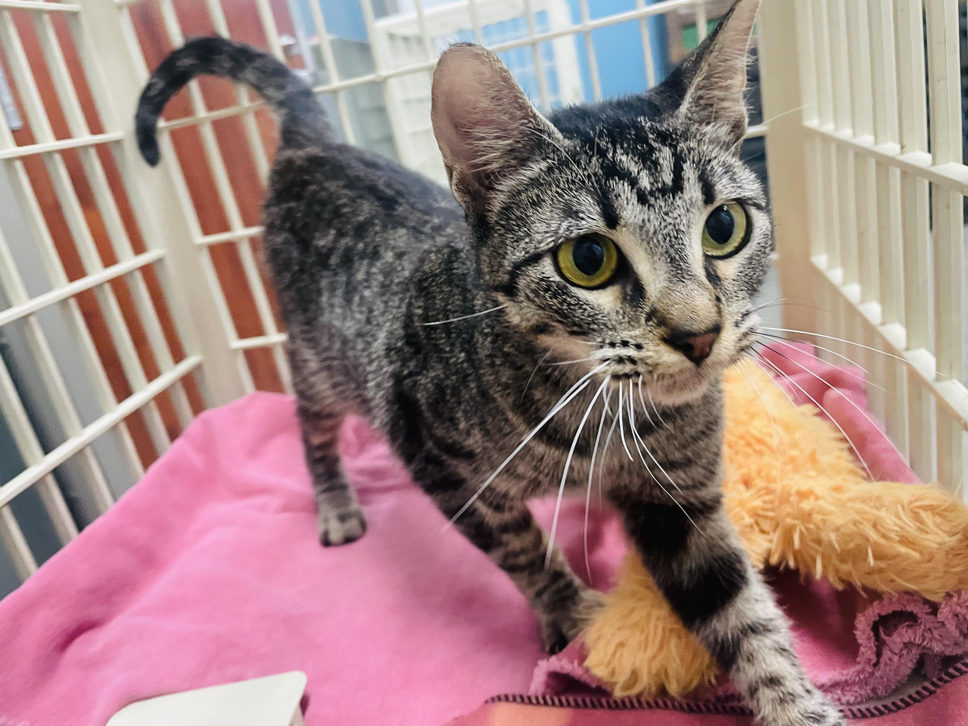 Cecily, a ADOPTABLE mixed breed in Seabrook, TX image 5/5