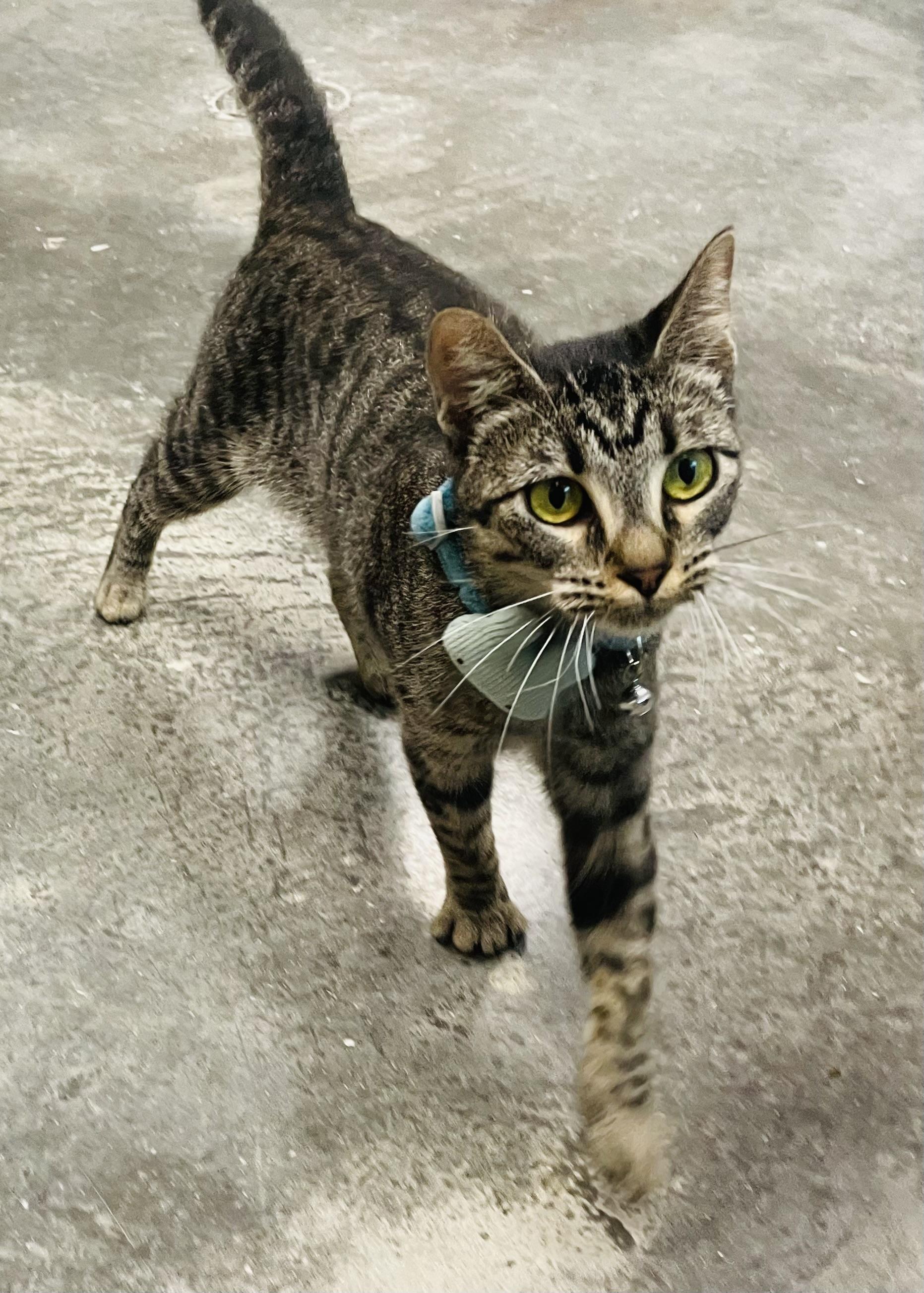Cecily, Adoptable, Young Female Tabby & Domestic Short Hair.