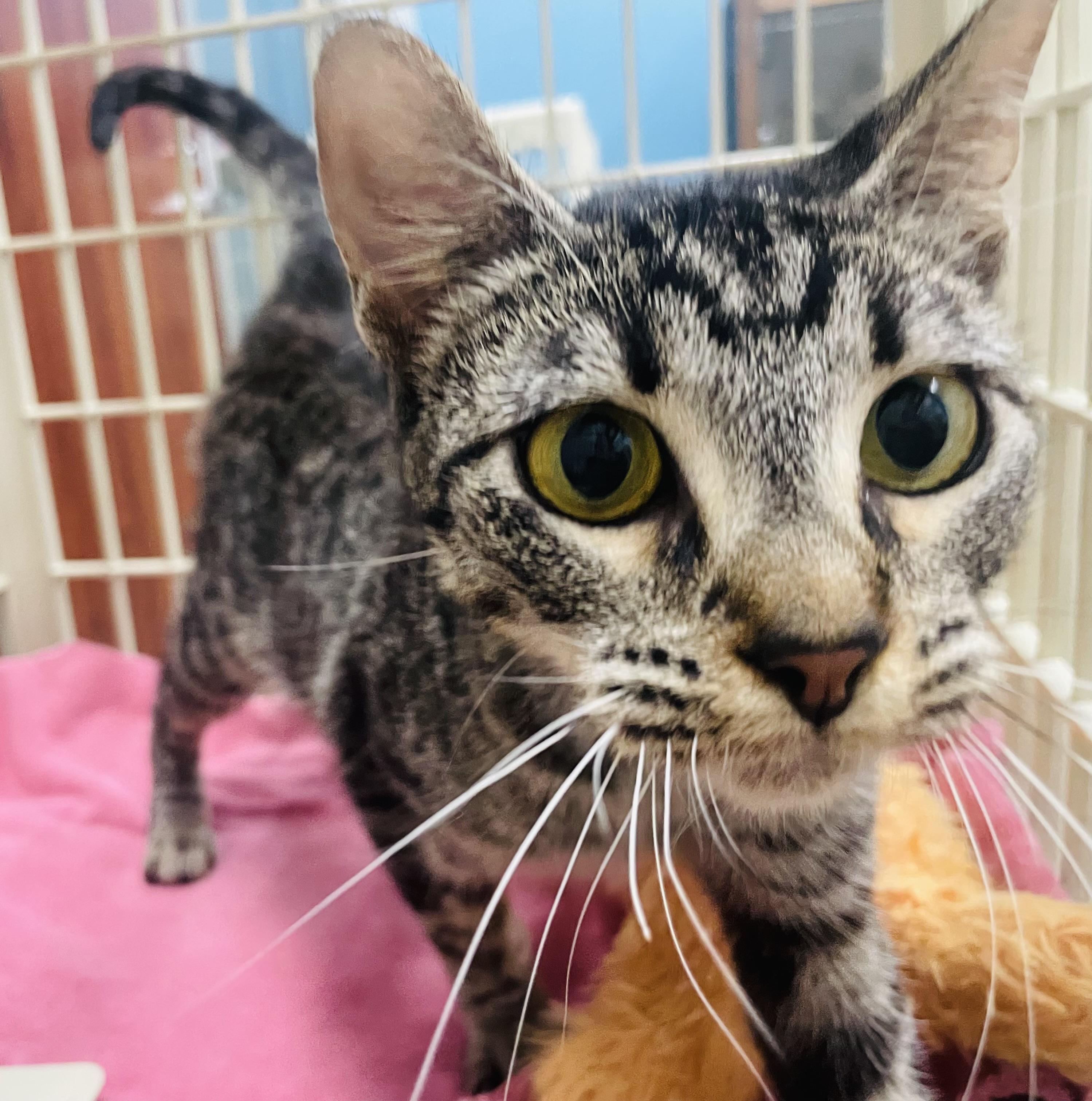 Cecily, a ADOPTABLE mixed breed in Seabrook, TX image 2/5