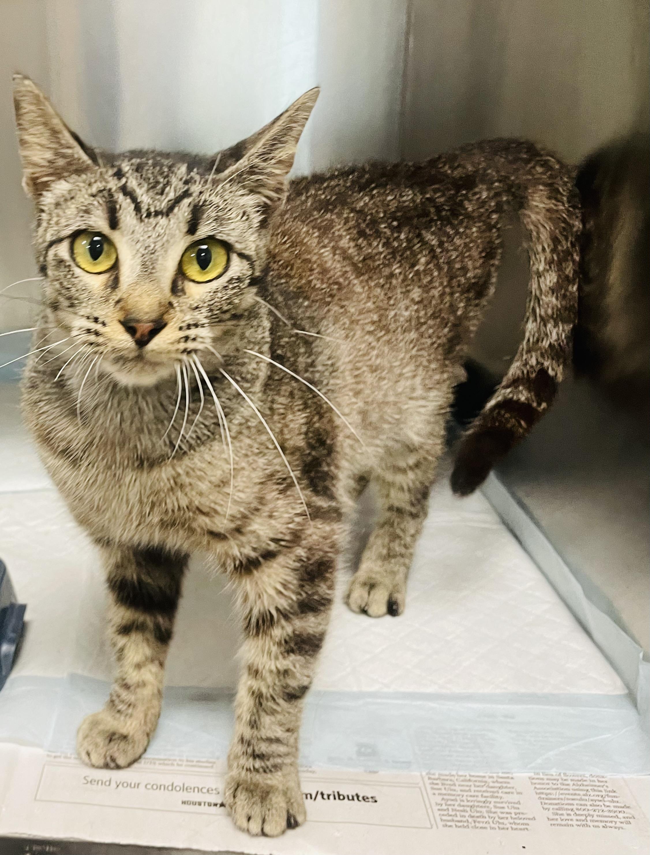 Cecily, a ADOPTABLE mixed breed in Seabrook, TX image 4/6