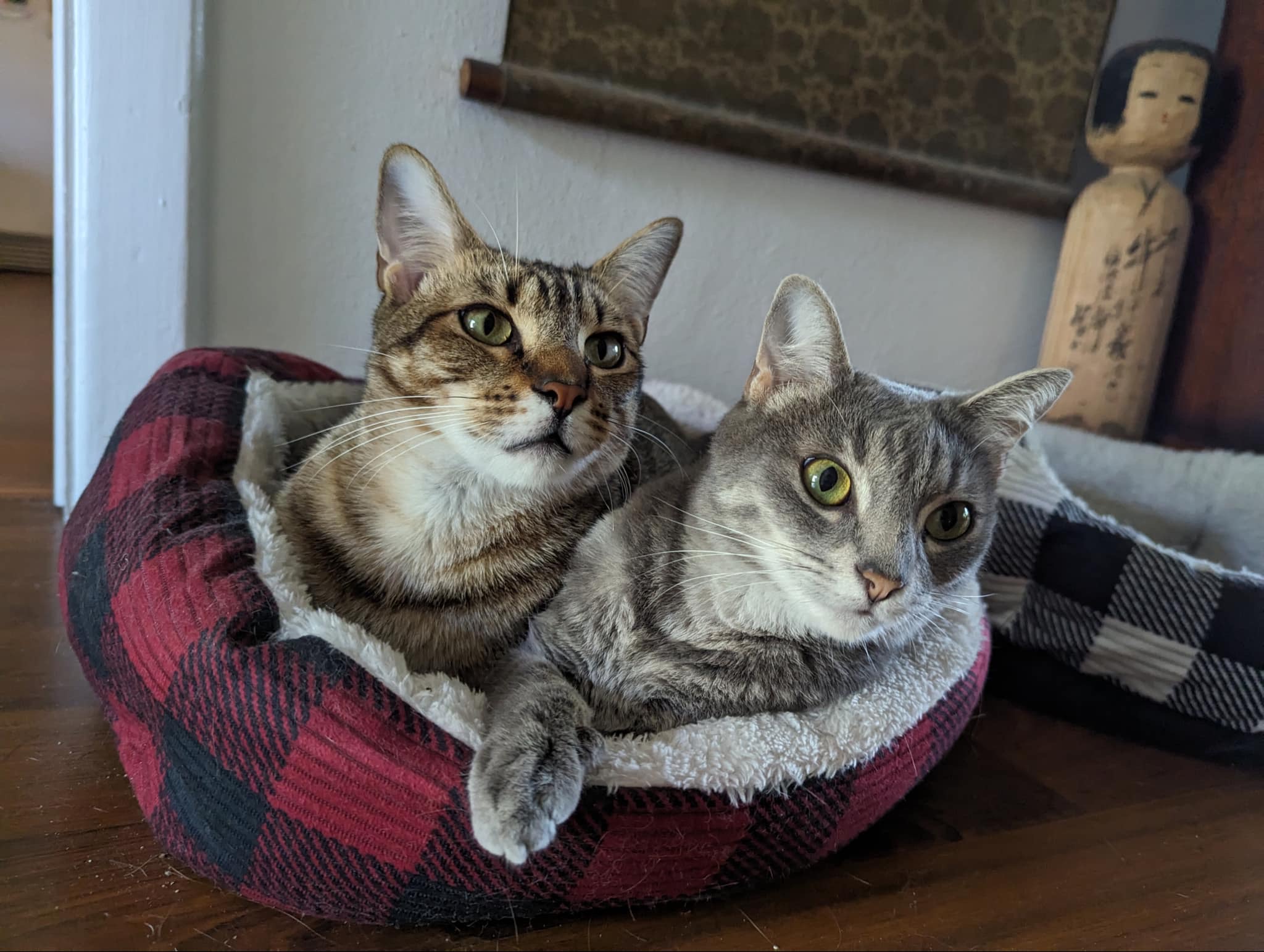 Millie (F) & Finn (M), a Adoptable Domestic Short Hair in Jacksonville, FL image 2/6