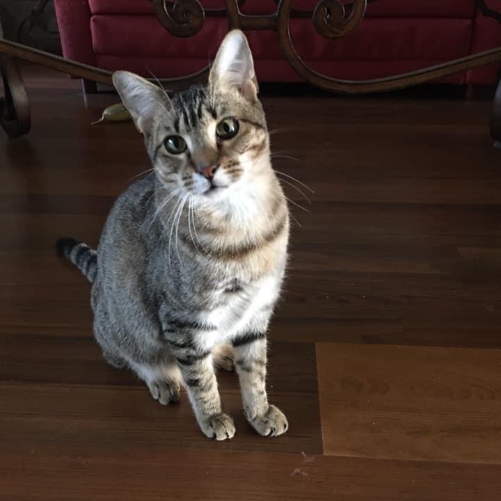 Millie (F) & Finn (M), a Adoptable Domestic Short Hair in Jacksonville, FL image 5/6