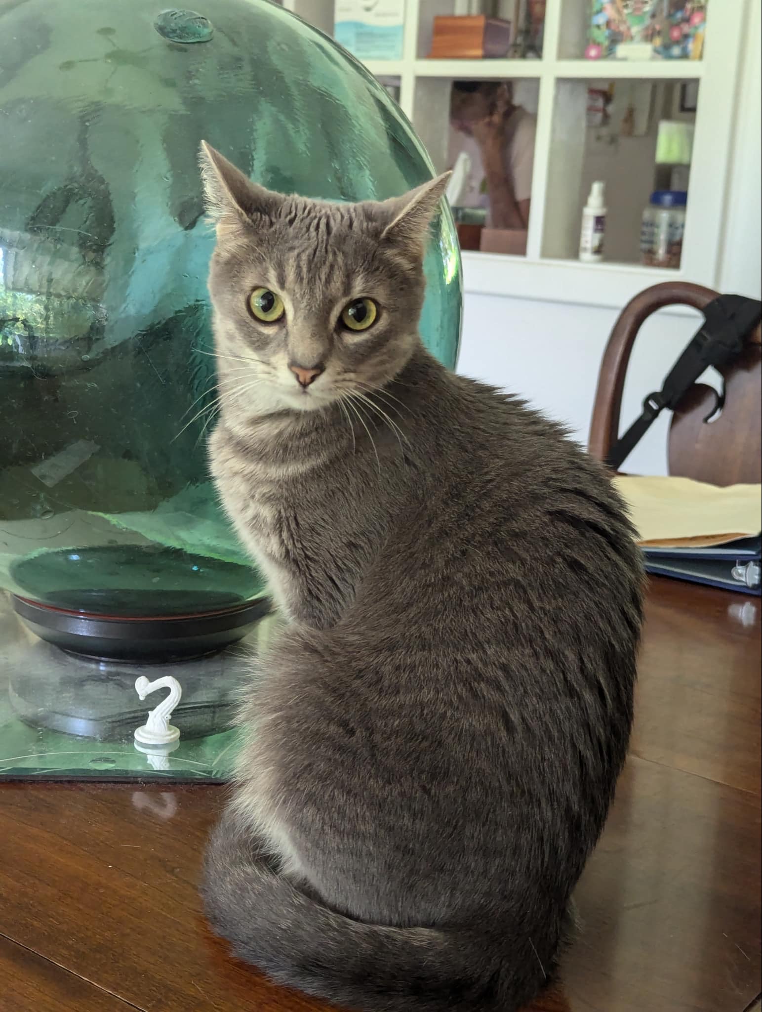 Millie (F) & Finn (M), a Adoptable Domestic Short Hair in Jacksonville, FL image 3/6