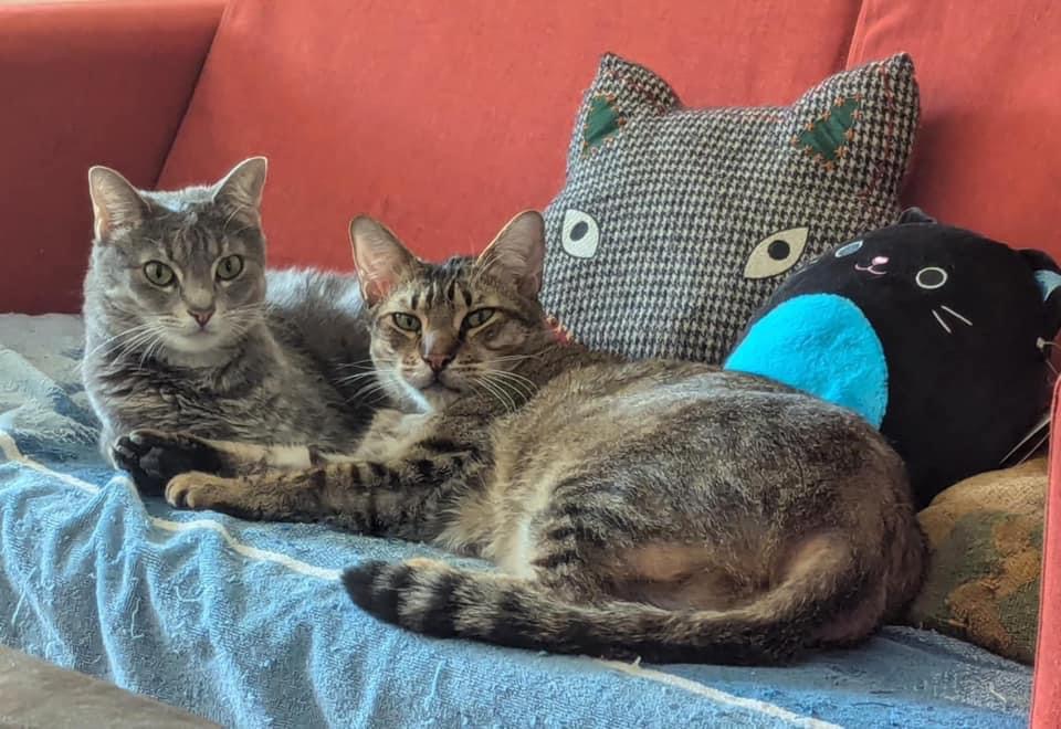 Millie (F) & Finn (M), a Adoptable Domestic Short Hair in Jacksonville, FL image 1/6