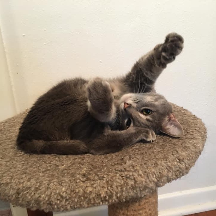 Millie (F) & Finn (M), a Adoptable Domestic Short Hair in Jacksonville, FL image 6/6