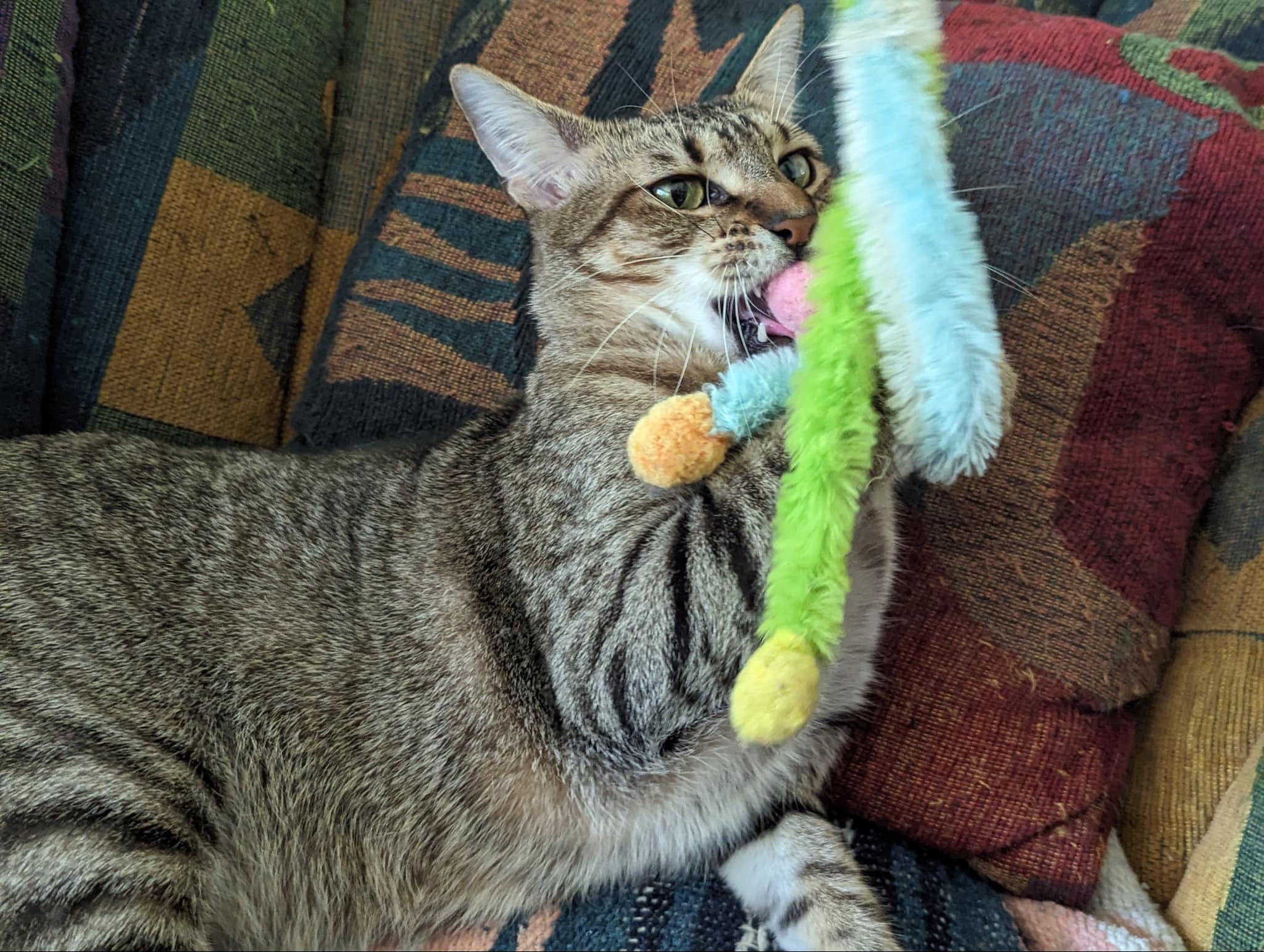 Millie (F) & Finn (M), a Adoptable Domestic Short Hair in Jacksonville, FL image 4/6