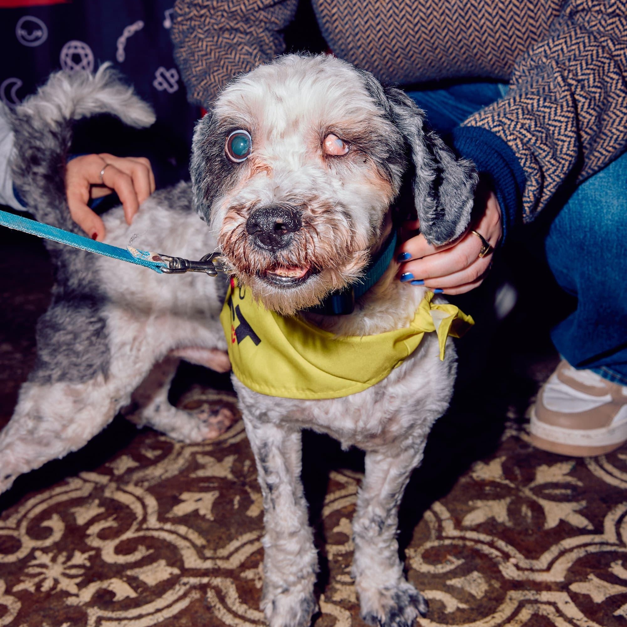 Enlarge Tuckin, a ADOPTABLE Shih poo in New York, NY image 4/5