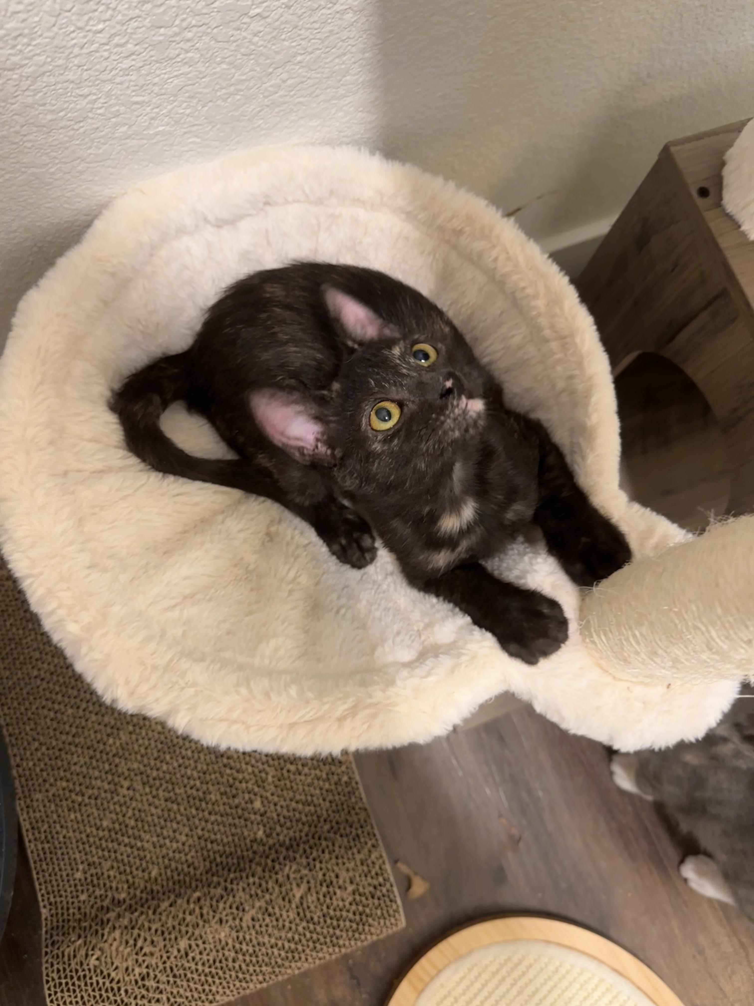 Cleo, an adopted Domestic Short Hair in San Jose, CA image 3/6