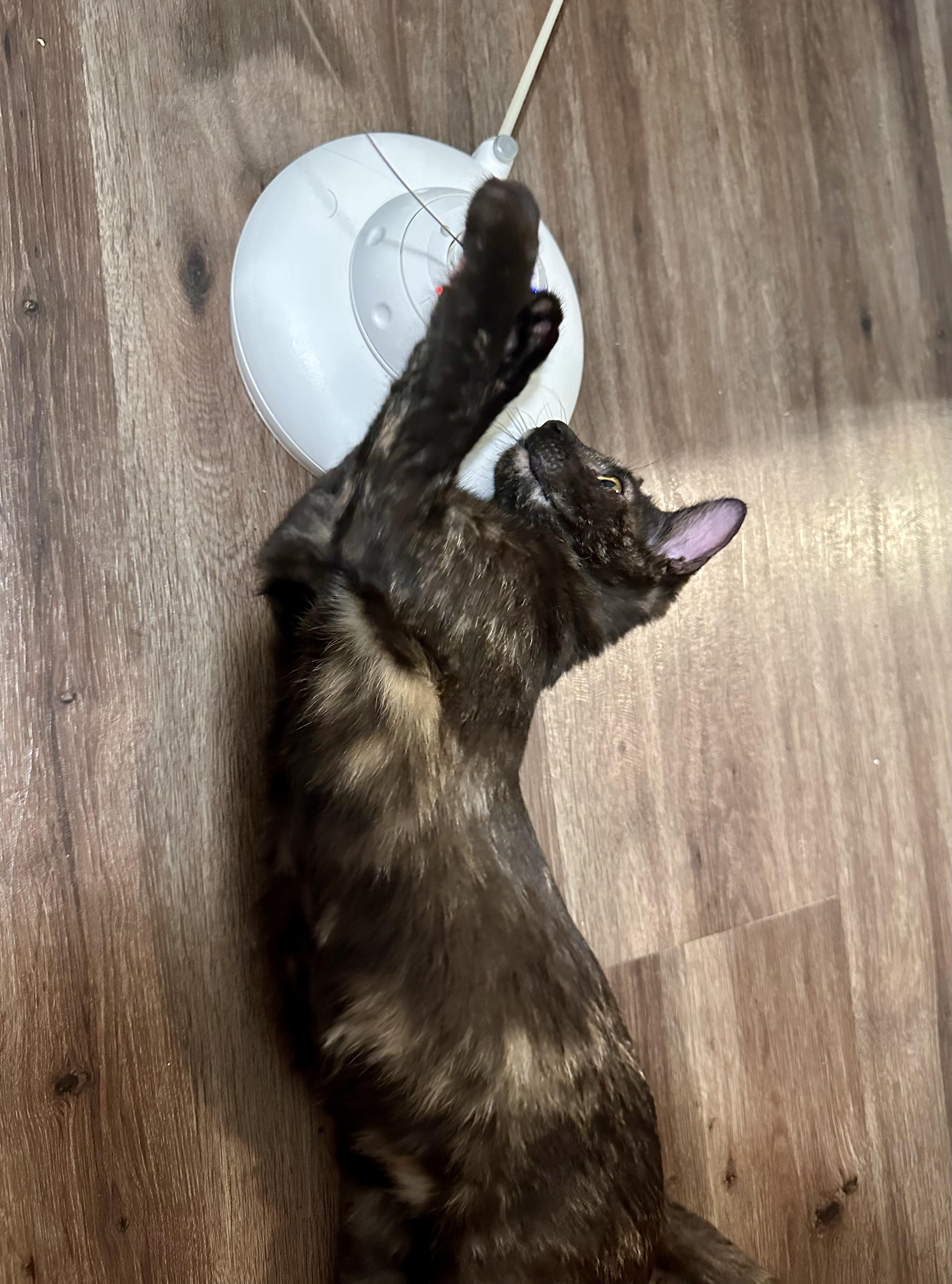 Cleo, an adopted Domestic Short Hair in San Jose, CA image 4/6