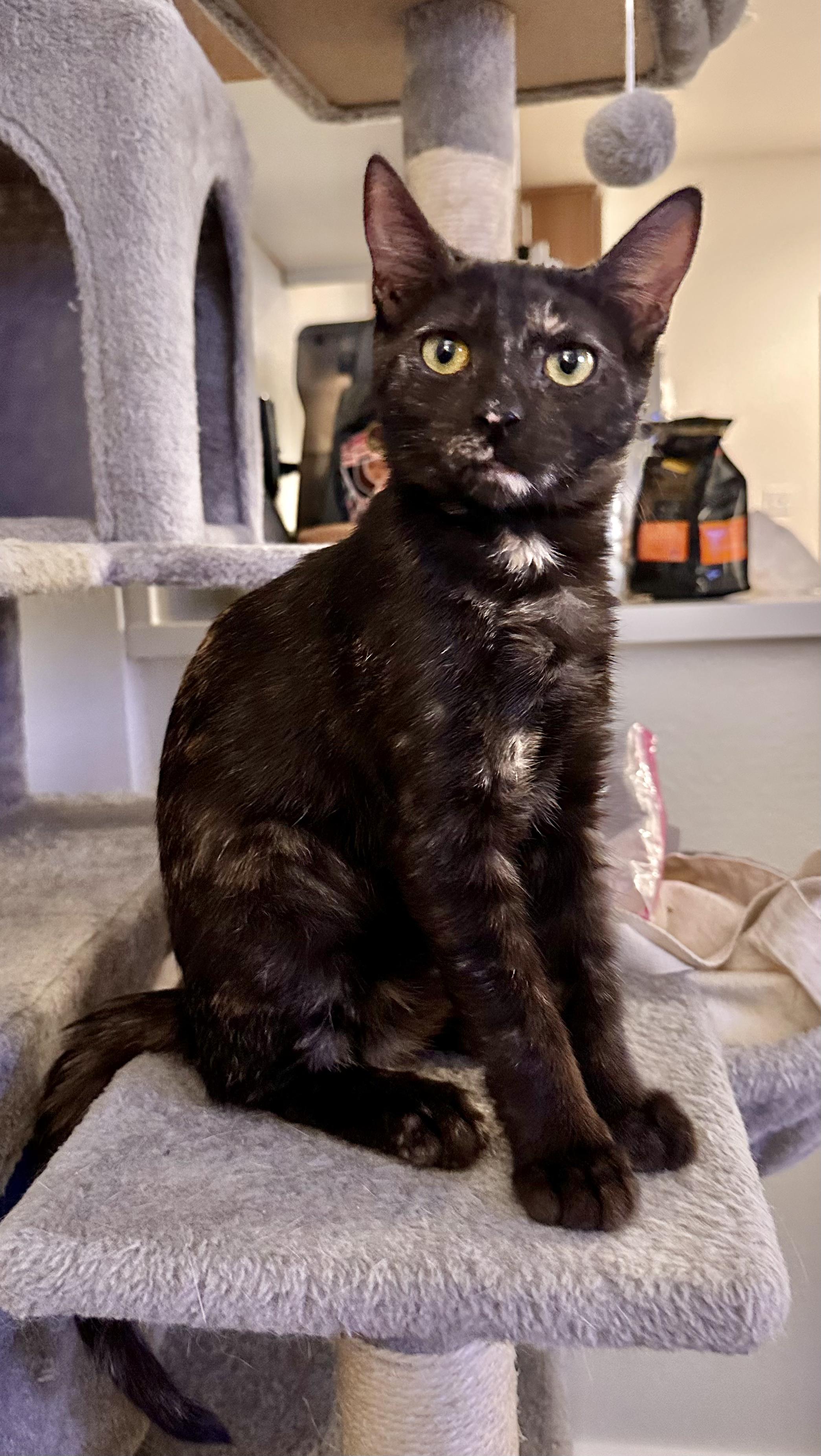 Cleo, adopted, Young Female Domestic Short Hair.