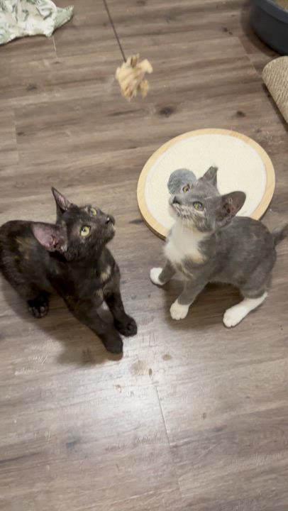 Enlarge Cleo, an adopted Domestic Short Hair in San Jose, CA video 5/6