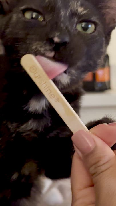 Enlarge Cleo, an adopted Domestic Short Hair in San Jose, CA video 6/6