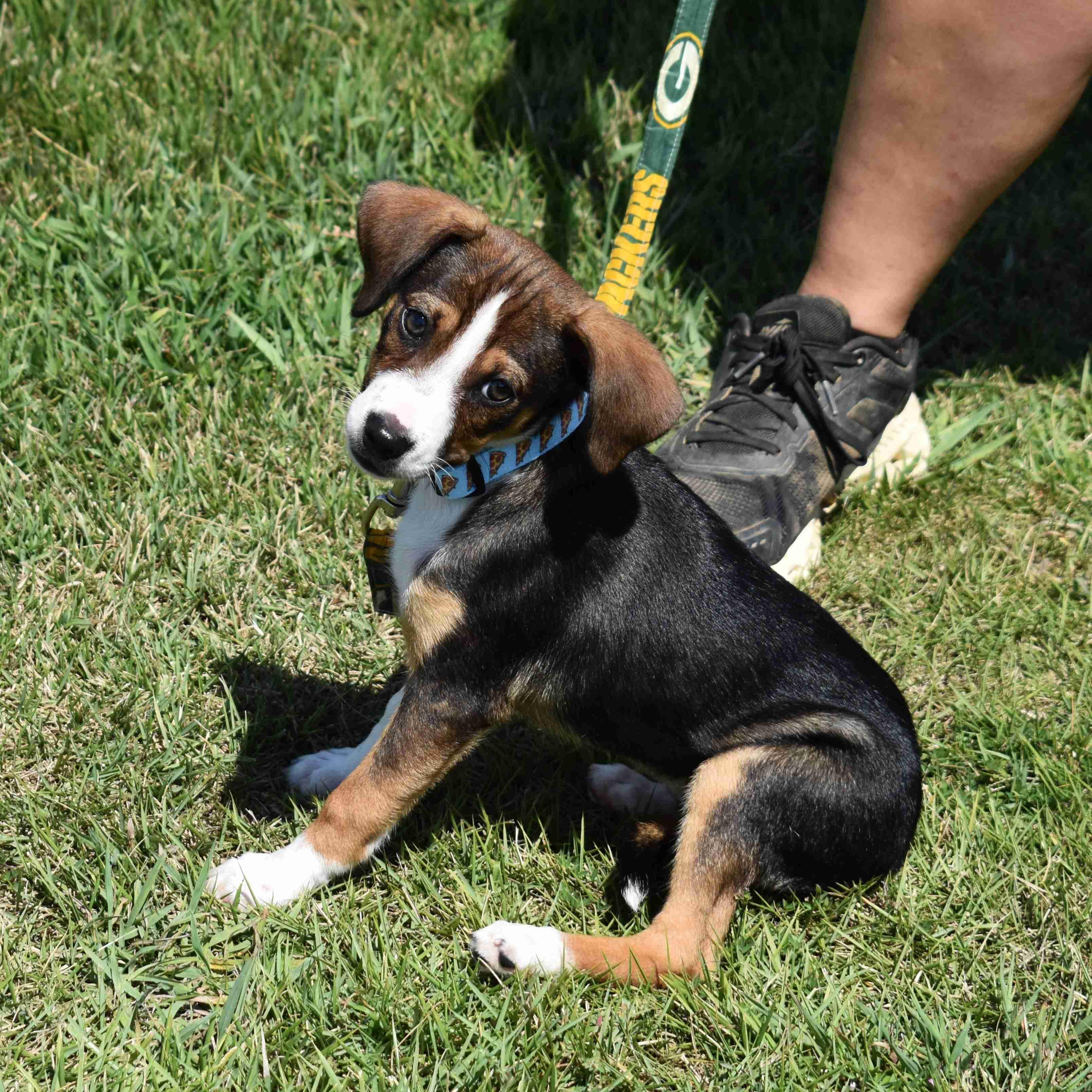 Tasha, adopted, Puppy Female Mixed Breed.