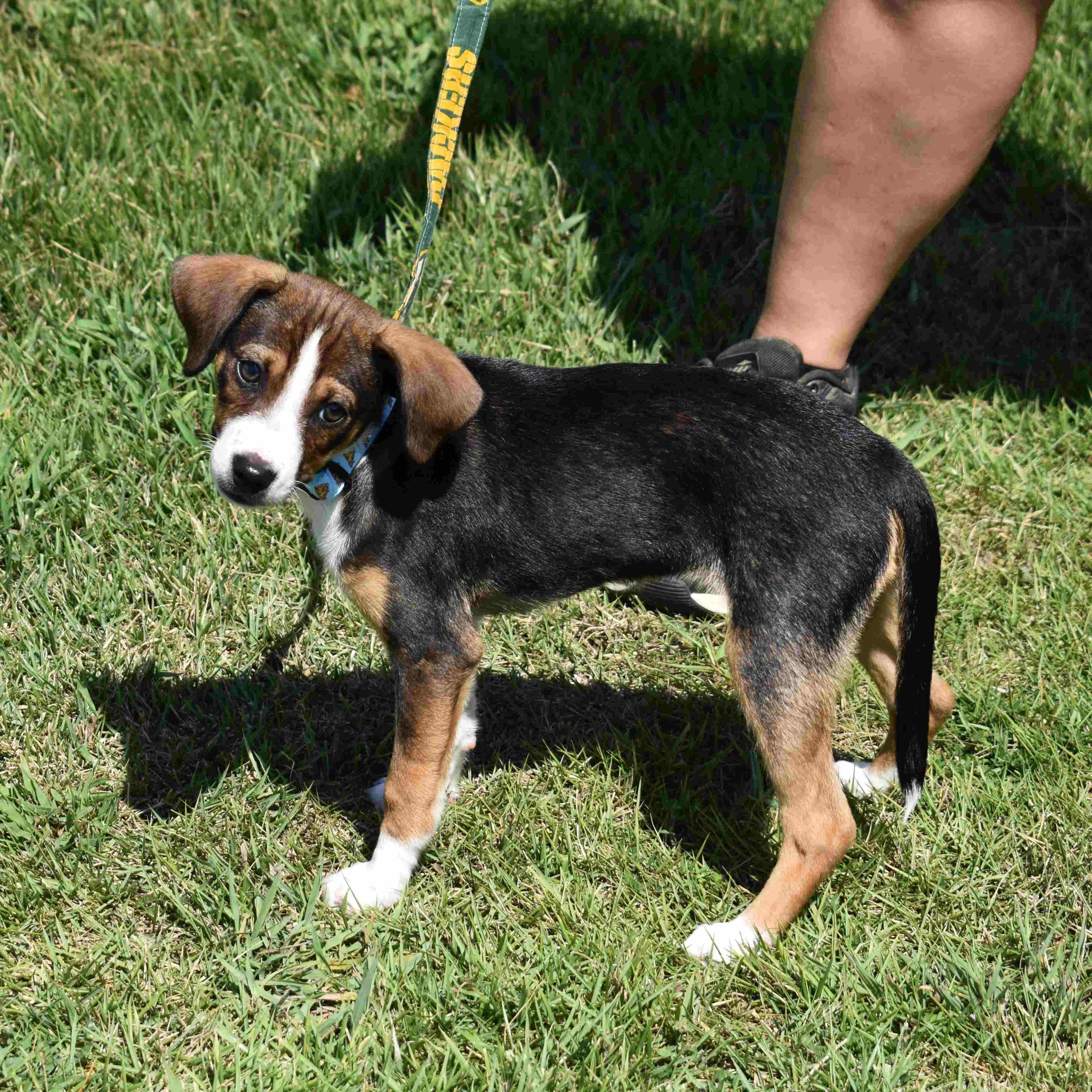 Tasha, an adopted Mixed Breed in Searcy, AR image 5/6