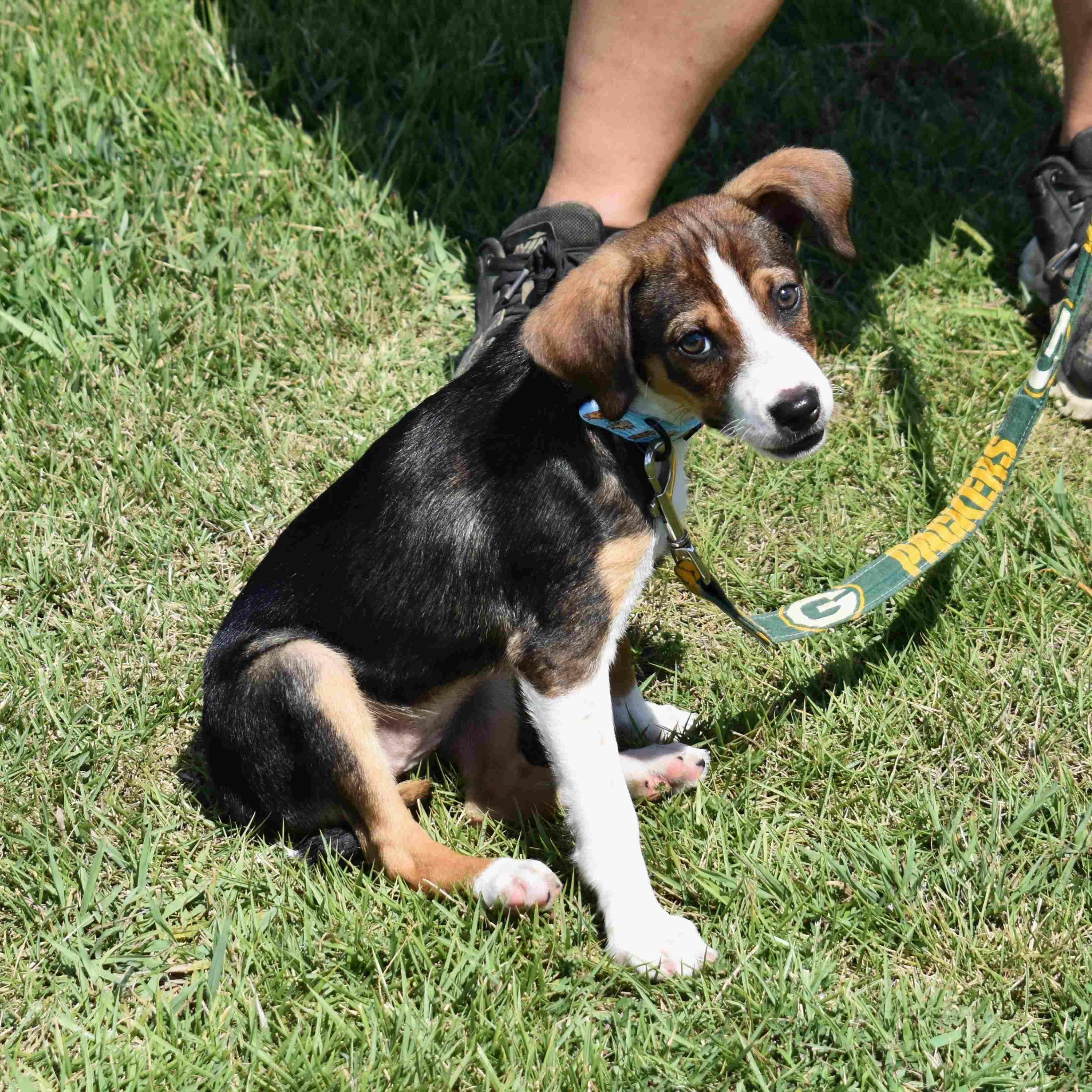 Tasha, an adopted Mixed Breed in Searcy, AR image 6/6
