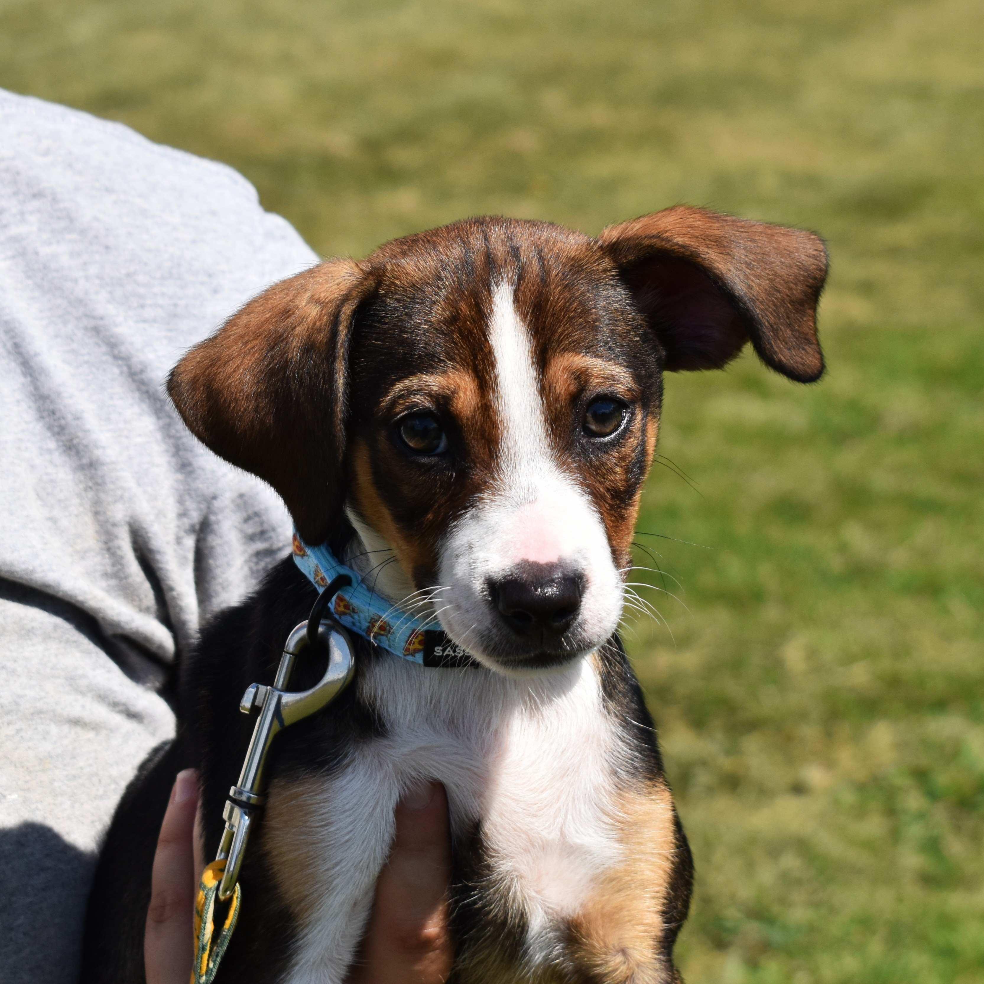 Tasha, an adopted Mixed Breed in Searcy, AR image 4/6