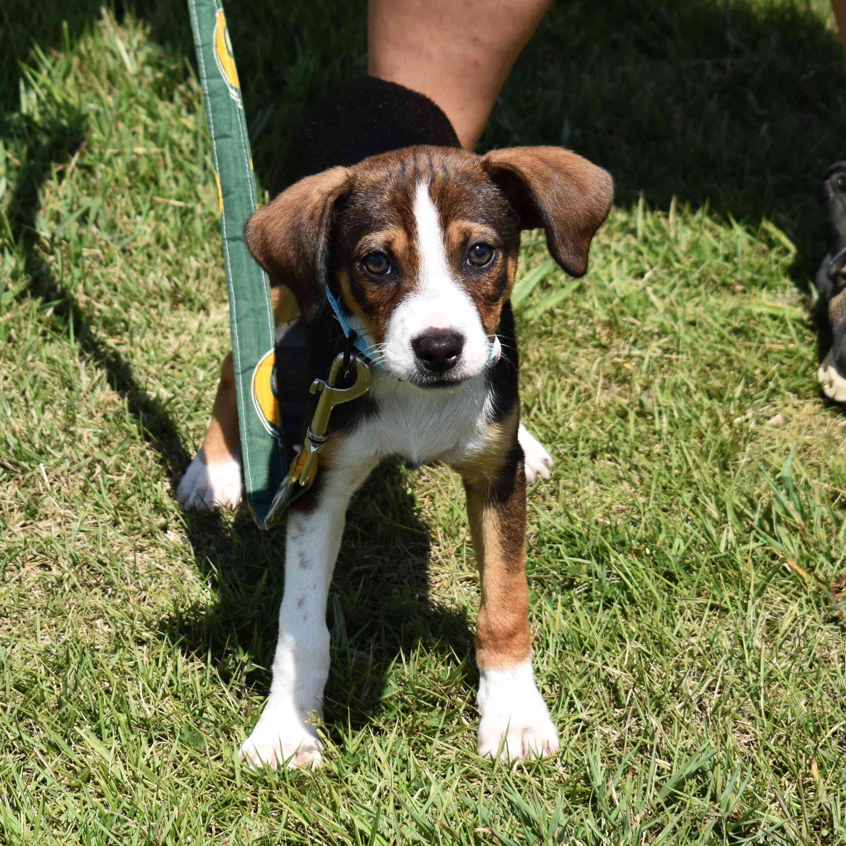 Tasha, an adopted Mixed Breed in Searcy, AR image 2/6