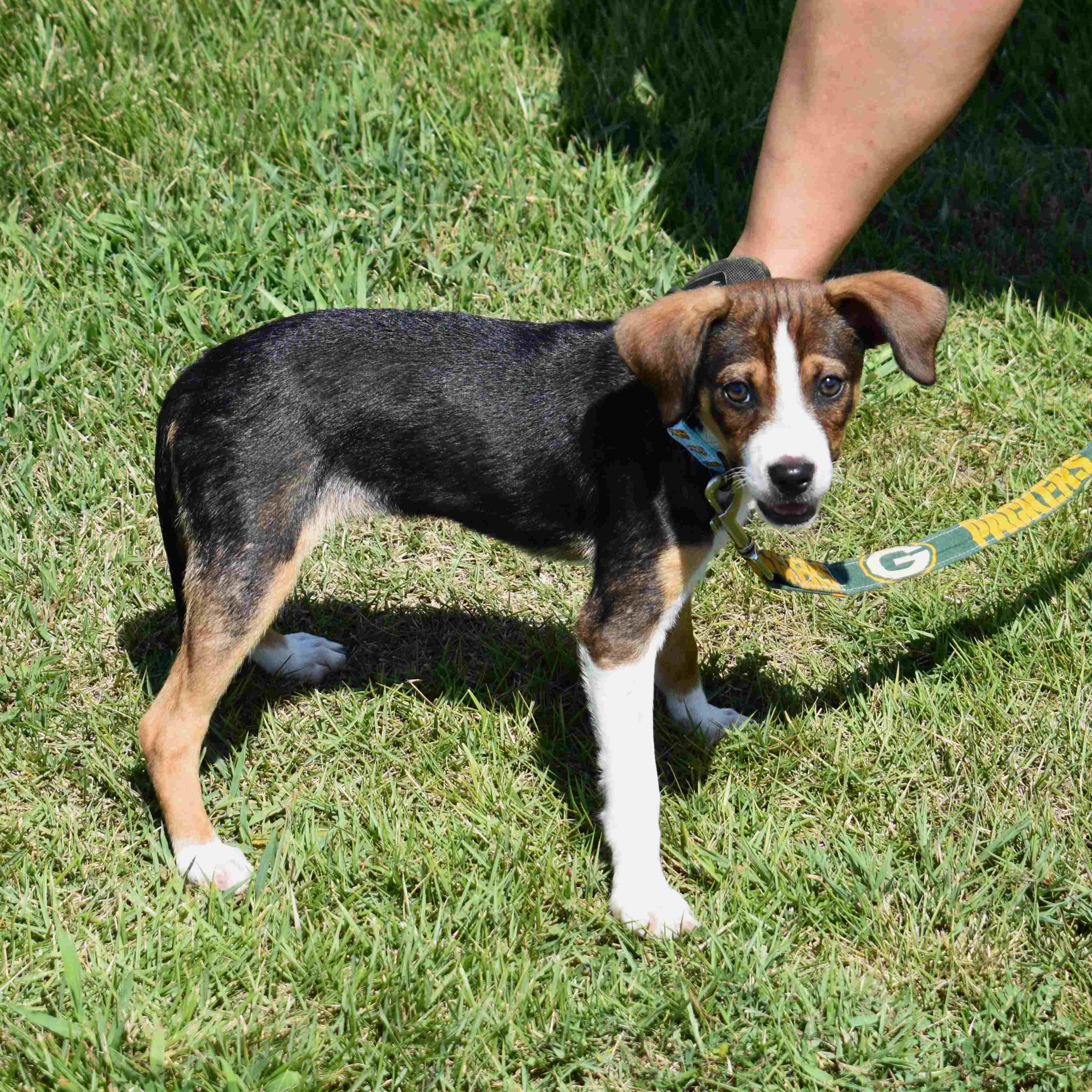 Tasha, an adopted Mixed Breed in Searcy, AR image 3/6
