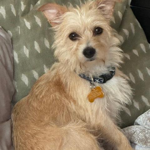Pinky, Adoptable, Adult Female Terrier & Chihuahua.