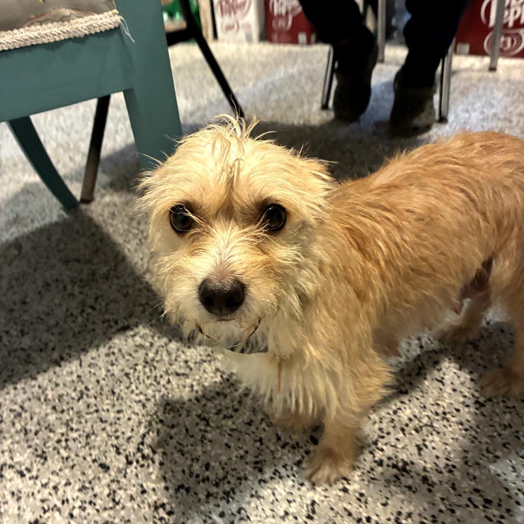 Enlarge Pinky, a Adoptable mixed breed in Houston, TX image 2/4