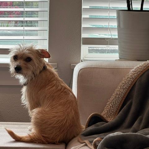 Enlarge Pinky, a Adoptable mixed breed in Houston, TX image 3/4