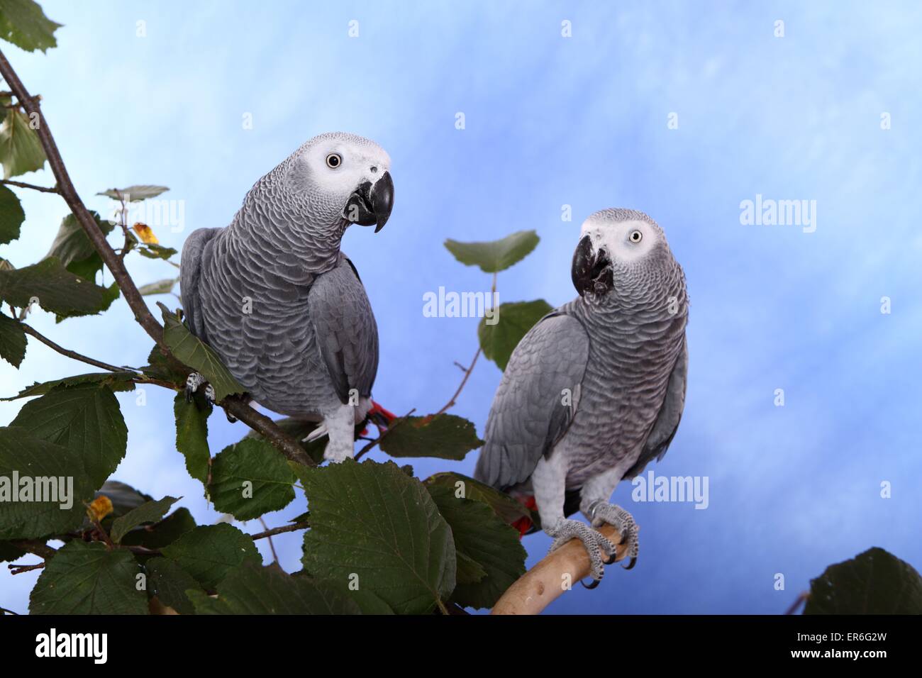 Enlarge 2 Different African Greys  For Women Only- Coming soon, an adoptable African Grey in Vancouver, WA image 1/1
