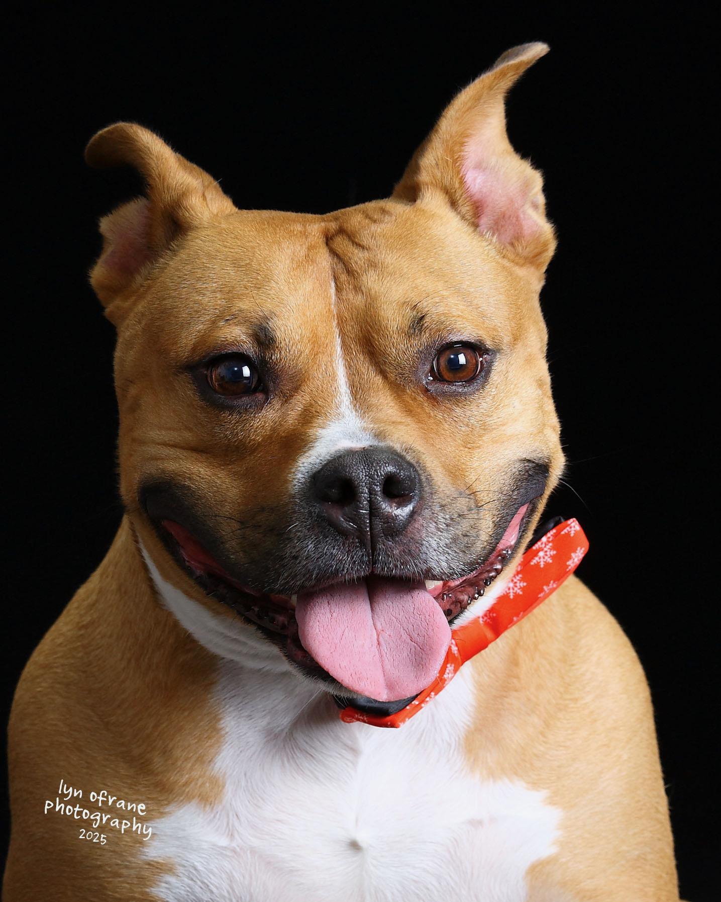 Enlarge Gucci, a Adoptable mixed breed in Westwood, NJ image 2/6