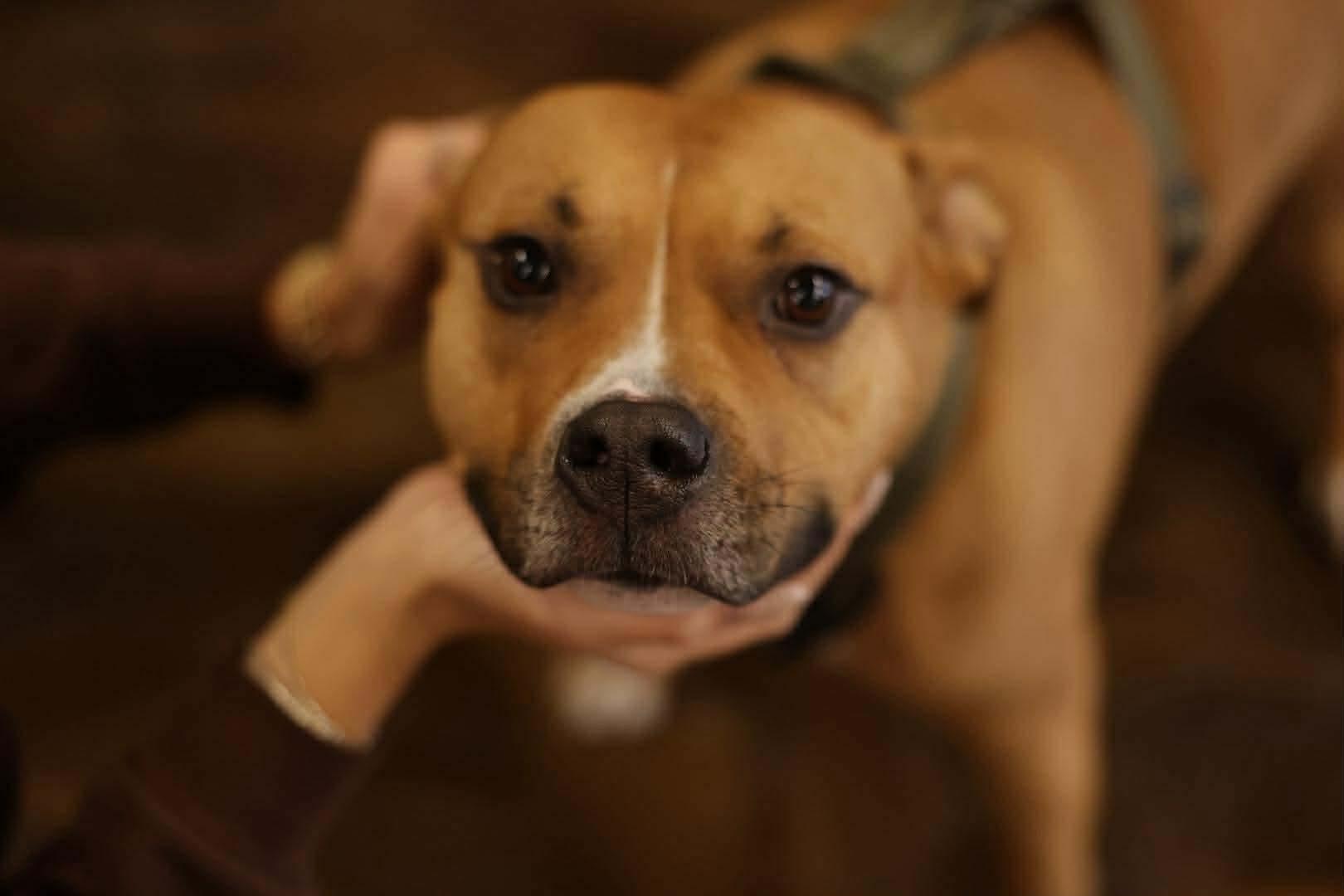 Gucci, a hold mixed breed in Westwood, NJ image 6/6