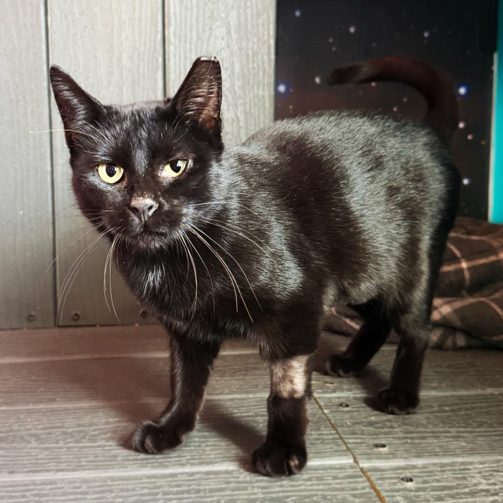 Jet, Adoptable, Adult Female Domestic Short Hair.