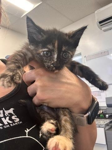 Enlarge Exotica, a Adoptable mixed breed in Thousand Oaks, CA image 1/1