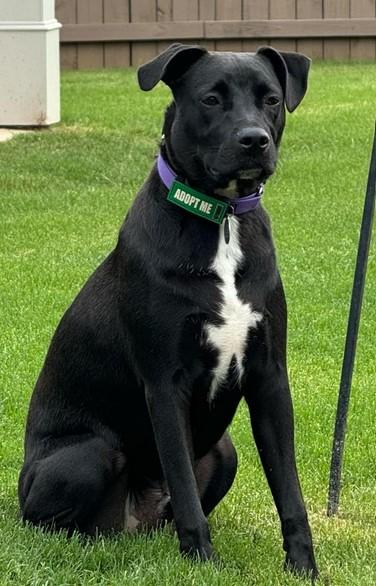 Enlarge Jeff, a Adoptable mixed breed in Roswell, GA image 2/3