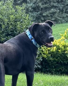 Enlarge Jeff, a Adoptable mixed breed in Roswell, GA image 3/3