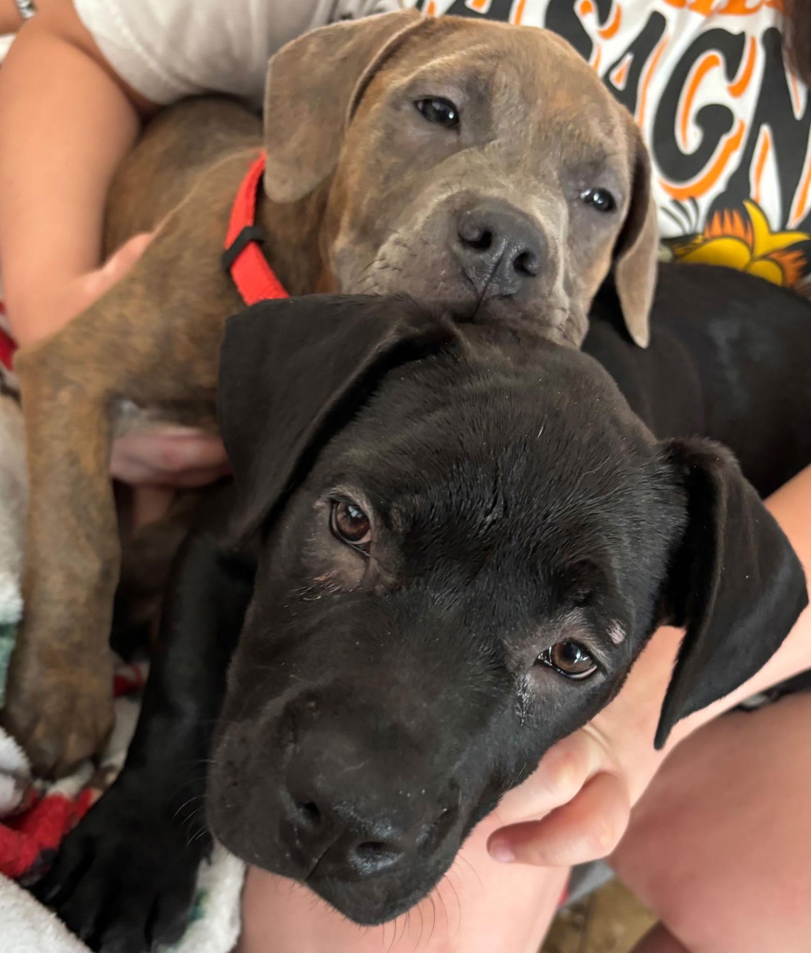 Rocky, Adopted, Puppy Female Cane Corso.