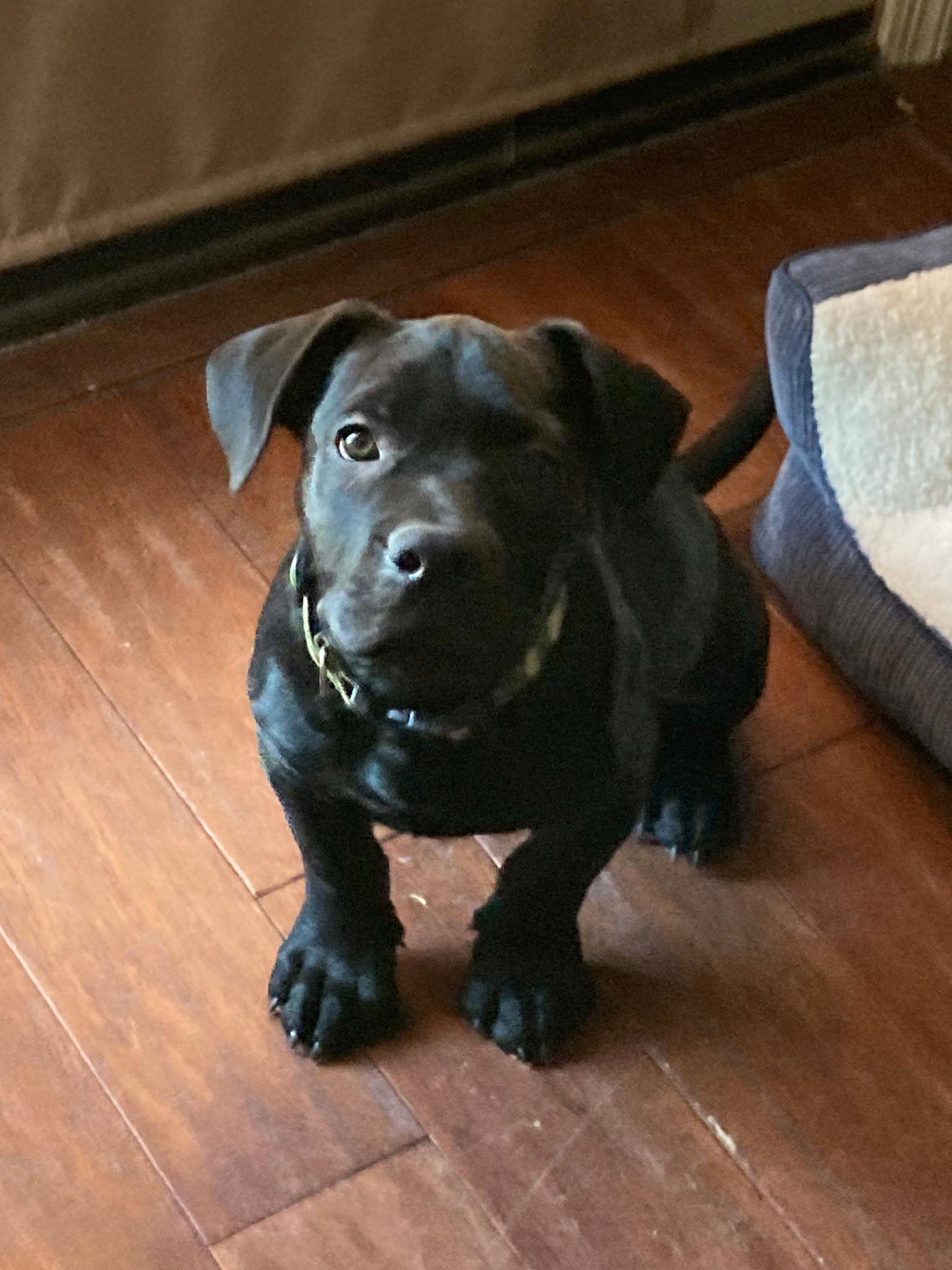 Enlarge Rocky, a Adopted Cane Corso in Glendale, AZ image 2/2